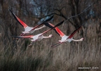 Flamant rose