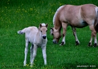 Album CHEVAUX.