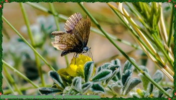 Papillon Cacyreus marshalli--Site