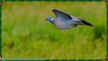 Pigeon ramier-Site