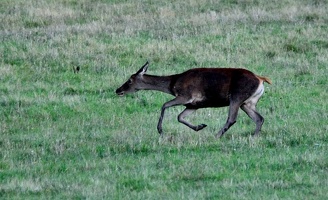 Brame au parc de Chambord.