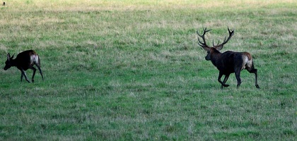 Brame au parc de Chambord.