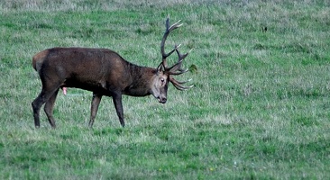 Brame au parc de Chambord.