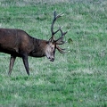 Brame au parc de Chambord.||<img src=_data/i/upload/2018/06/06/20180606175219-4cceb823-th.jpg>