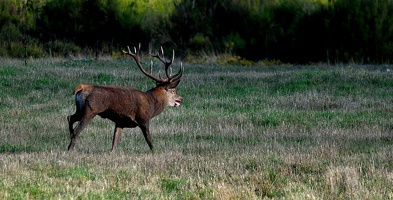 Brame au parc de Chambord.