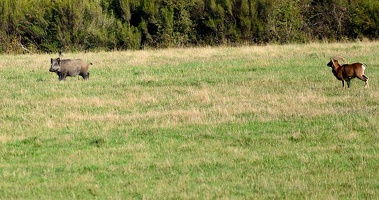 Brame au parc de Chambord.