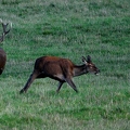 Brame au parc de Chambord.||<img src=_data/i/upload/2018/06/06/20180606175331-68d20d70-th.jpg>