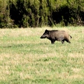 Brame au parc de Chambord.||<img src=_data/i/upload/2018/06/06/20180606175340-a857c045-th.jpg>