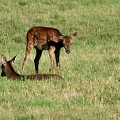 Brame au parc de Chambord.||<img src=_data/i/upload/2018/06/06/20180606175418-fba398ed-th.jpg>