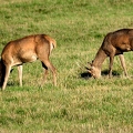 Brame au parc de Chambord.||<img src=_data/i/upload/2018/06/06/20180606175442-838db0e4-th.jpg>