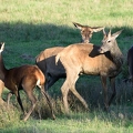 Brame au parc de Chambord.||<img src=_data/i/upload/2018/06/06/20180606175639-75143f22-th.jpg>