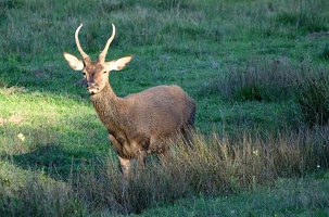 Brame au parc de Chambord.