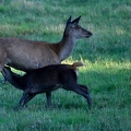 Brame au parc de Chambord.||<img src=_data/i/upload/2018/06/06/20180606175811-87db9d7c-th.jpg>