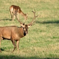 Brame au parc de Chambord.||<img src=_data/i/upload/2018/06/06/20180606175835-a9f7bed0-th.jpg>