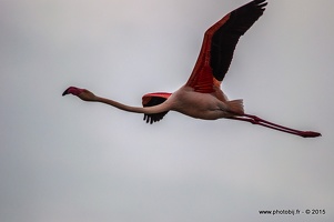 Flamant rose