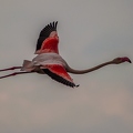 Flamant rose||<img src=_data/i/upload/2018/07/01/20180701193921-fa7ab48c-th.jpg>
