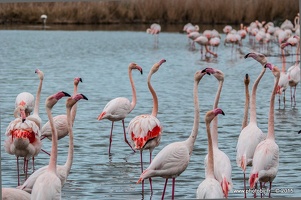 Flamant rose