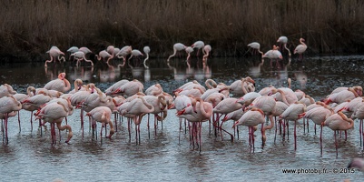 Flamant rose