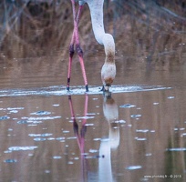 Flamant rose