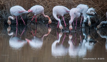 Flamant rose