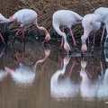 Flamant rose||<img src=_data/i/upload/2018/07/01/20180701193933-d2e1561e-th.jpg>