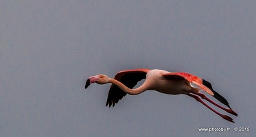 Flamant rose