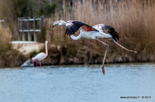 Flamant rose