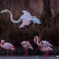Flamant rose||<img src=_data/i/upload/2018/07/01/20180701193953-a1b38db0-th.jpg>