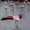 Flamant rose||<img src=_data/i/upload/2018/07/01/20180701193958-51215d78-th.jpg>