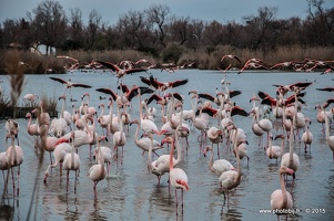 Flamant rose