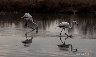 Flamant rose