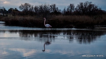 Flamant rose