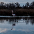 Flamant rose||<img src=_data/i/upload/2018/07/01/20180701194026-93bf8c98-th.jpg>