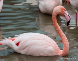 Flamant rose