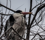 Album Heron cendré.