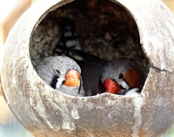 Ce Oiseau a besoin d'un nom. vous avez une idée? donnez-là en commentaire ci-dessous, merci!