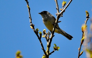 Ce Oiseau a besoin d'un nom. vous avez une idée? donnez-là en commentaire ci-dessous, merci!