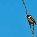 Ce Oiseau a besoin d'un nom. vous avez une idée? donnez-là en commentaire ci-dessous, merci!||<img src=_data/i/upload/2018/07/02/20180702112811-10beade1-th.jpg>