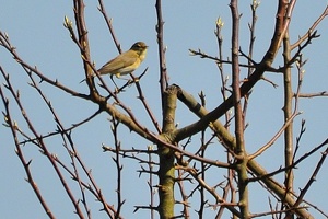 Ce Oiseau a besoin d'un nom. vous avez une idée? donnez-là en commentaire ci-dessous, merci!