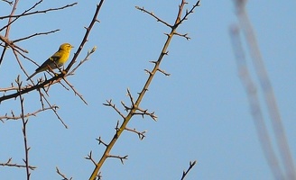 Ce Oiseau a besoin d'un nom. vous avez une idée? donnez-là en commentaire ci-dessous, merci!