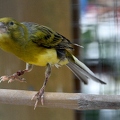 Ce Oiseau a besoin d'un nom. vous avez une idée? donnez-là en commentaire ci-dessous, merci!||<img src=_data/i/upload/2018/07/02/20180702112911-69722442-th.jpg>
