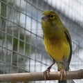 Ce Oiseau a besoin d'un nom. vous avez une idée? donnez-là en commentaire ci-dessous, merci!||<img src=_data/i/upload/2018/07/02/20180702112920-bb8d3322-th.jpg>