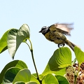 Ce Oiseau a besoin d'un nom. vous avez une idée? donnez-là en commentaire ci-dessous, merci!||<img src=_data/i/upload/2018/07/02/20180702112951-7f015031-th.jpg>