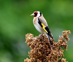 Ce Oiseau a besoin d'un nom. vous avez une idée? donnez-là en commentaire ci-dessous, merci!