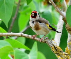 Ce Oiseau a besoin d'un nom. vous avez une idée? donnez-là en commentaire ci-dessous, merci!