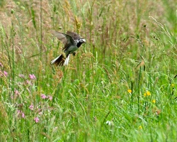 Ce Oiseau a besoin d'un nom. vous avez une idée? donnez-là en commentaire ci-dessous, merci!