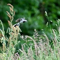 Ce Oiseau a besoin d'un nom. vous avez une idée? donnez-là en commentaire ci-dessous, merci!||<img src=_data/i/upload/2018/07/02/20180702113028-f7f8c2c8-th.jpg>