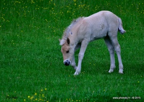  Poulain.