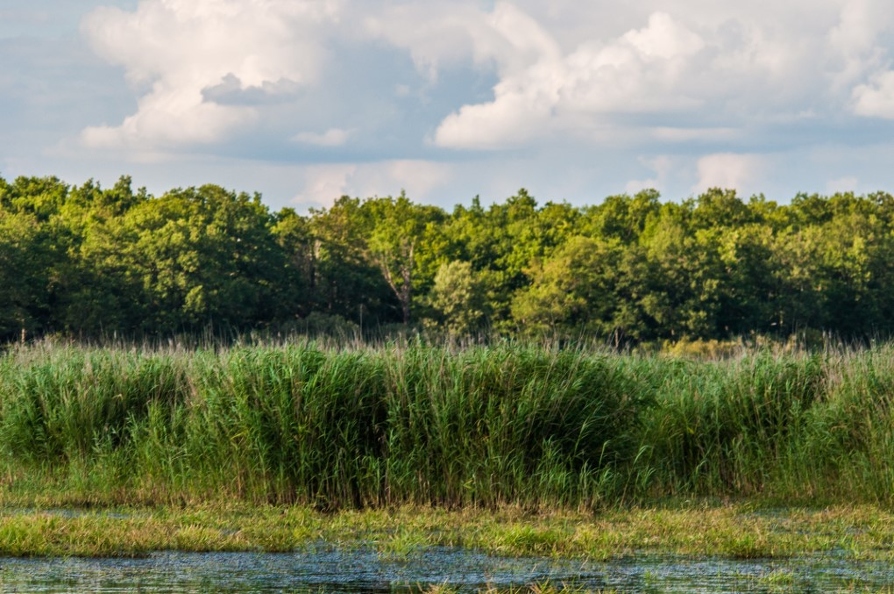 Clic sur la photo pour la voir en grand.! Etang_de_Malzoné.jpg
