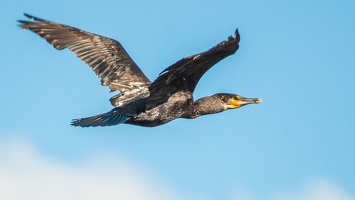 Grand Cormoran (1)